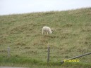 Holland 201213.jpg