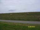 Holland 201214.jpg