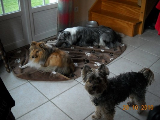 Normandie 201070.jpg